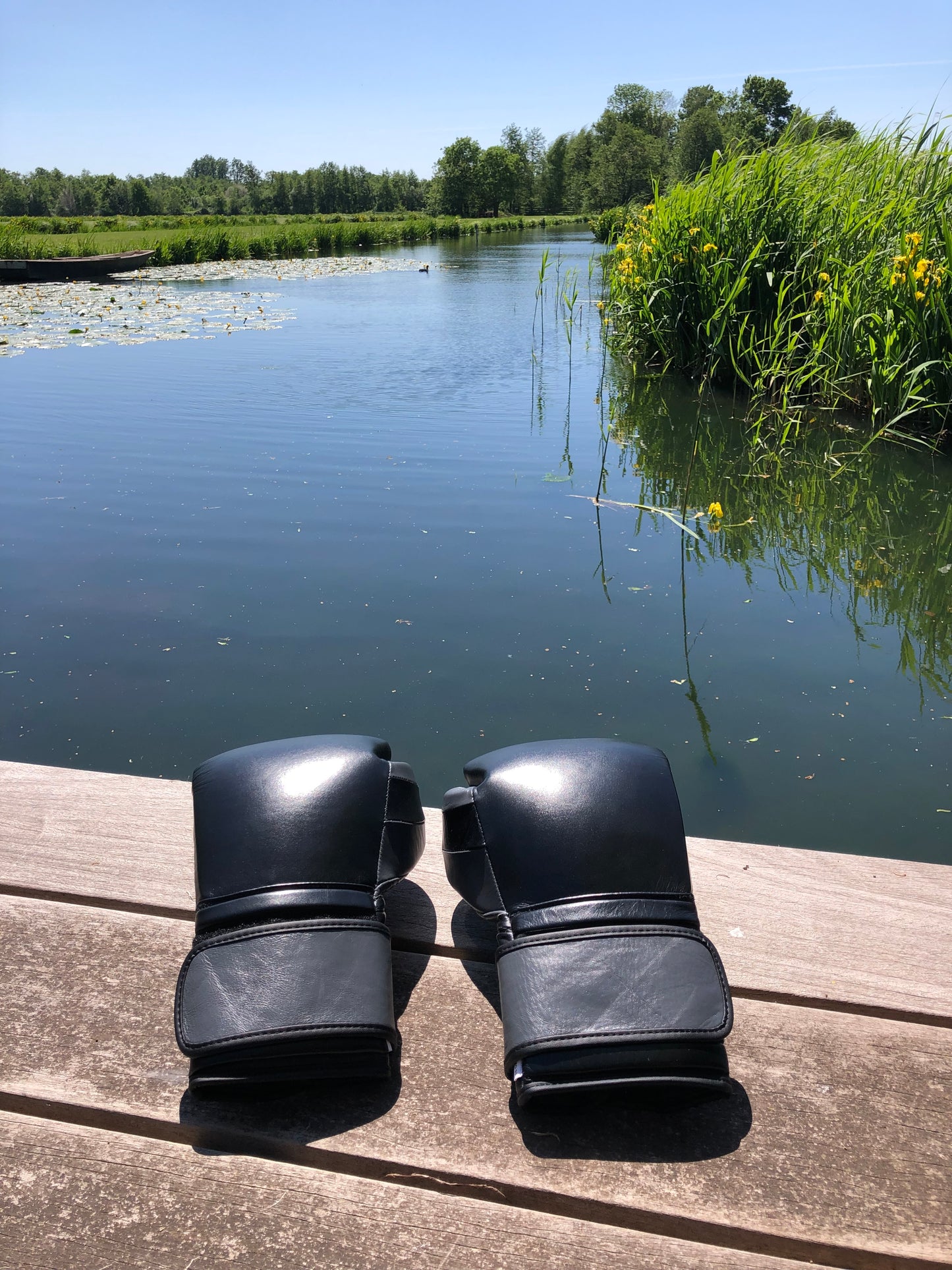 Ring Side Boxing Gloves (16 OZ)