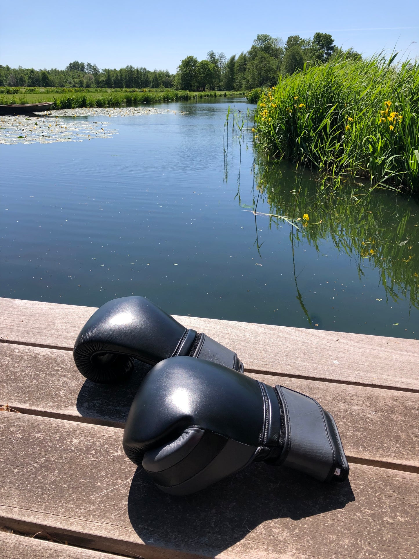 Ring Side Boxing Gloves (16 OZ)