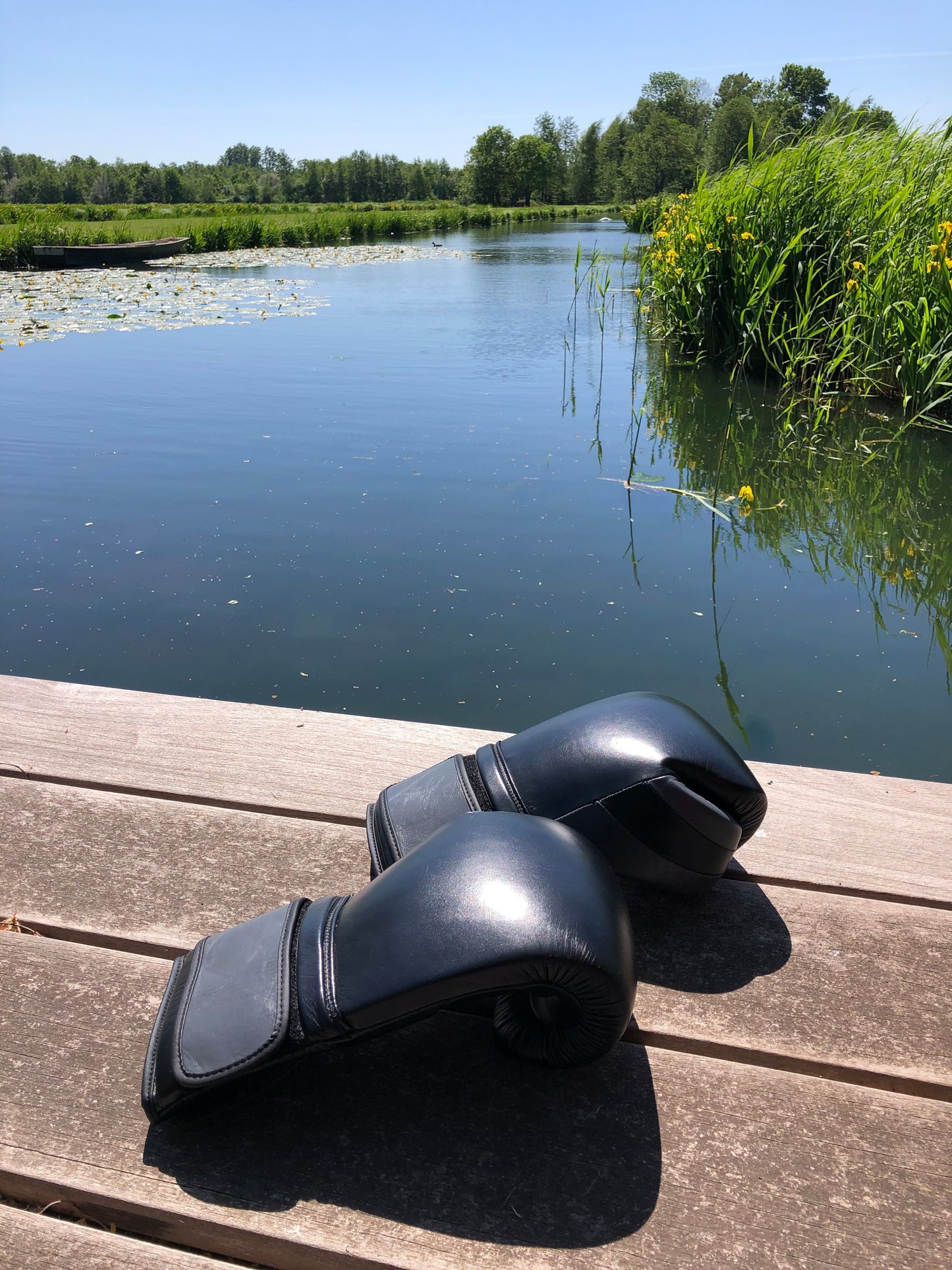 Ring Side Boxing Gloves (16 OZ)
