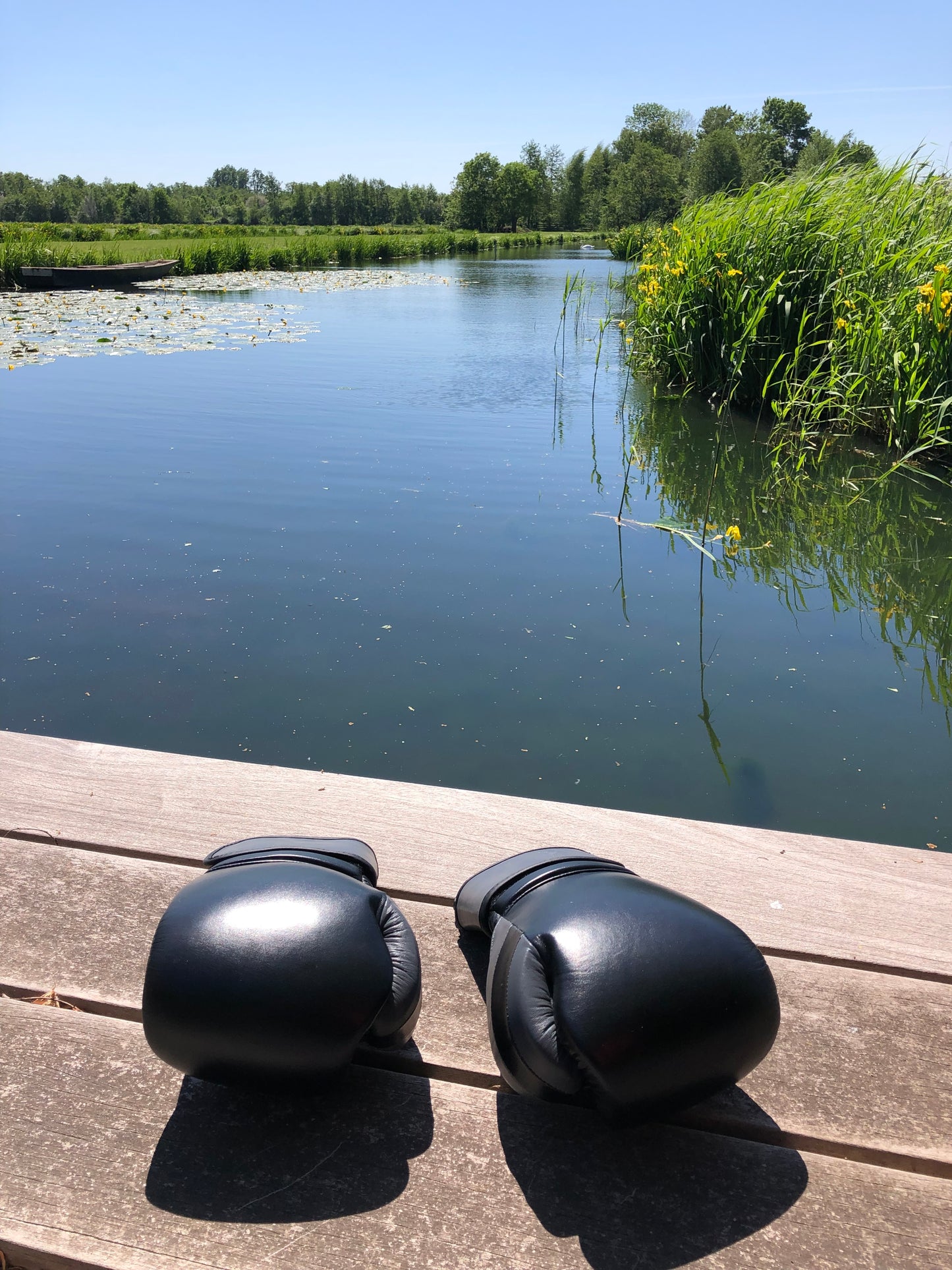 Ring Side Boxing Gloves (16 OZ)