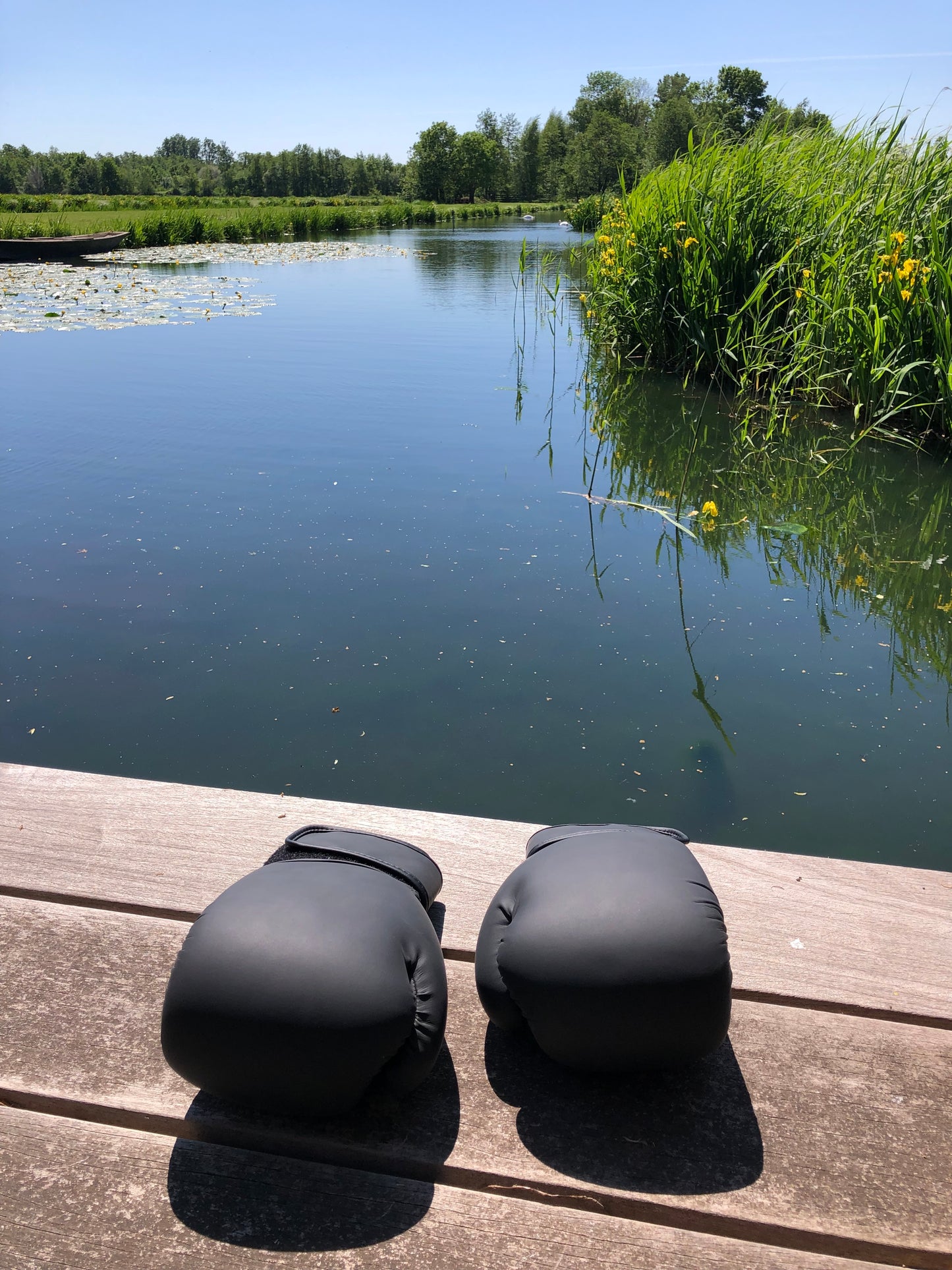 Ring Side Boxing Gloves (12 OZ)