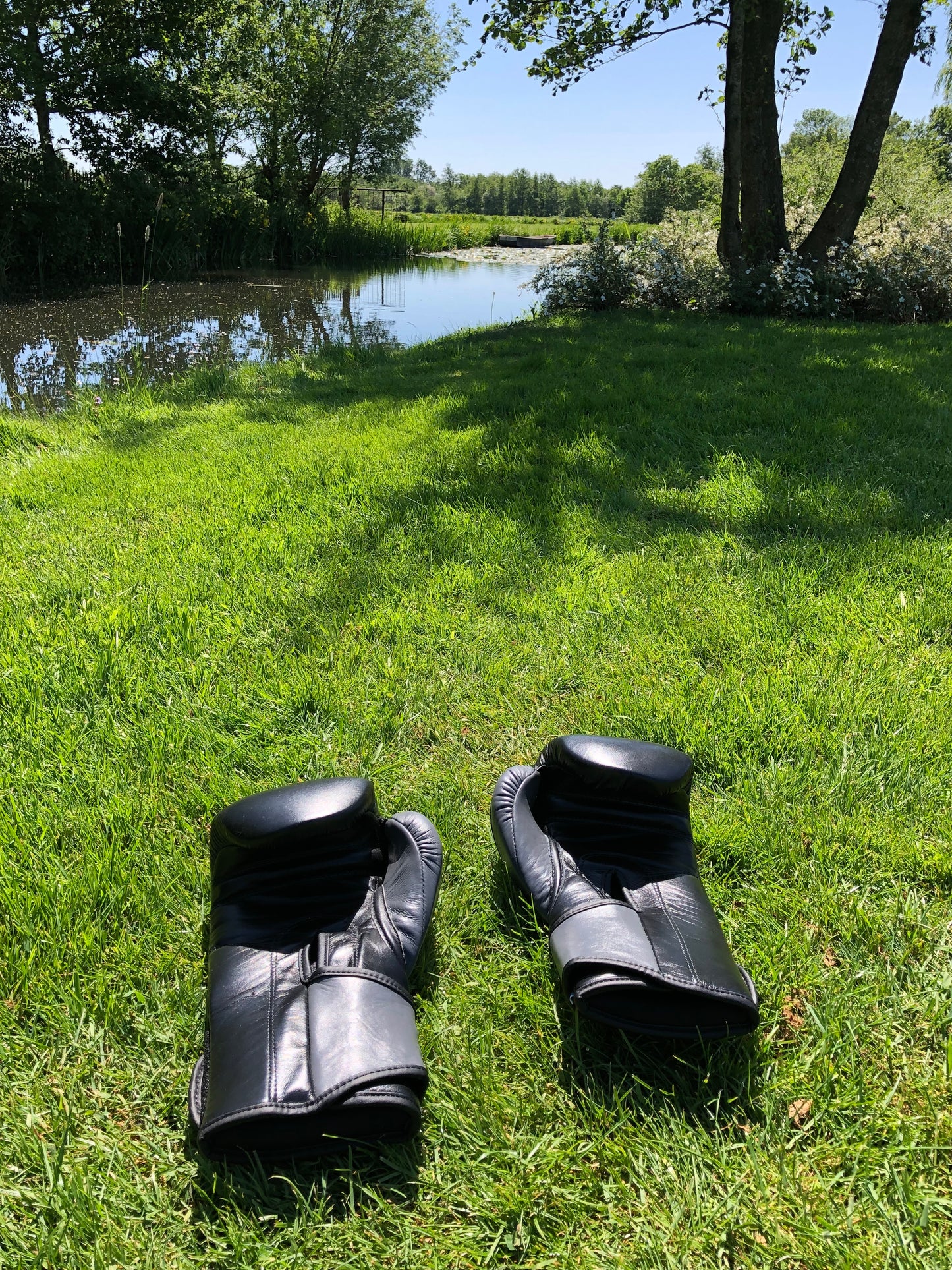 Ring Side Boxing Gloves (16 OZ)